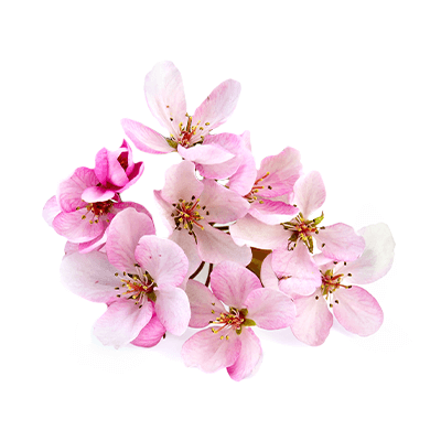 Масло розового дерева