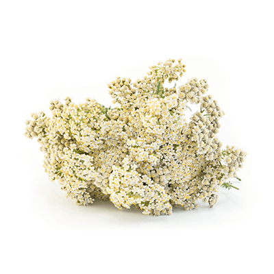 Тысячелистника цветки масляный экстракт
