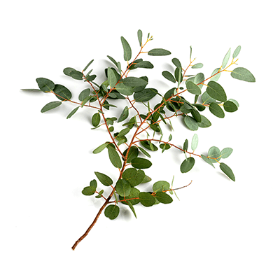 Эвкалипта листьев масляный  экстракт