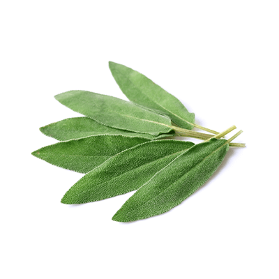 Шалфея листьев масляный экстракт